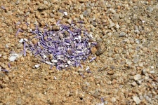 Crushed Shell