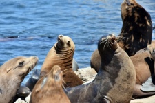 Seals And Sea Lions
