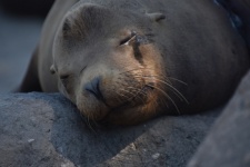 Cute Seal Face