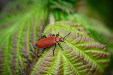 Insect, Cardinal Fire Beetle