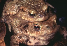 Toads Mating Amphibians
