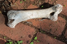Large Bleached Ostrich Thigh Bone