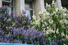 Lilac And White Flowers On Shrubs