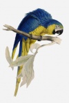 Macaw Vintage Art