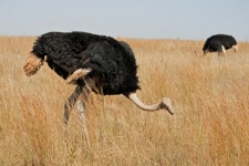 Male Ostrich On A Dry Grassland