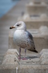 Young Herring Gull, Seabird