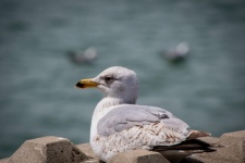 Young Herring Gull, Seabird