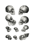 Human Monkey Skull Illustration