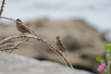 Sparrows On Brambles