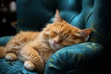 Orange Cat Asleep