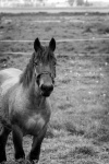 Black And White Photo Horse