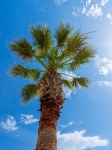 Palm Tree Against Blue Sky