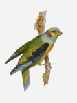 Parrot Vintage Art Illustration