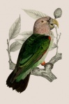 Parrot Vintage Tropical Art