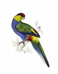 Parrot Vintage Tropical Art