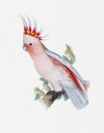 Pink Cockatoo Vintage Art