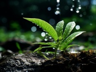Plant With Water Droplets