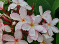 Plumeria After The Rain