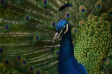 Proud Peacock