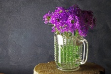 Purple Verbena Flowers