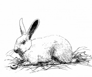 Rabbit Illustration Clipart