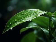 Raindrops On Green Leaf