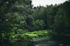 River, Shore, Thickets, Overcast