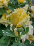 Rose And Raindrops Photograph