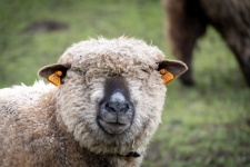 Sheep, Farm Animal, Wool