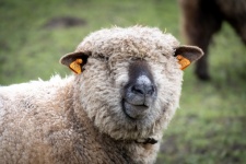 Sheep, Farm Animal, Wool
