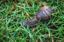 Gastropods, Snail Shell