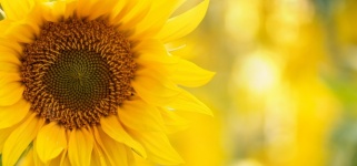 Sunflower Flower Blossom Banner