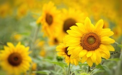 Sunflower Flower Blossom Yellow