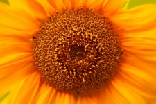 Sunflower Flower Yellow Blossom