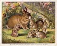 The Mother Rabbit And The Young