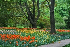 Tulips Blooming Under Large Trees