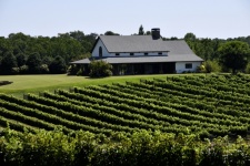 Vineyard At Georgia, USA