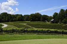 Vineyard At Georgia Wine Country