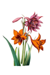Vintage Amaryllis Flowers Art