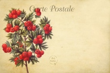 Vintage Berries Art Postcard