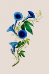 Vintage Bindweed Flowers Art
