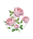 Vintage Flower Blossom Rose