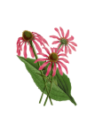 Vintage Flower Echinacea Blossom