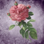 Vintage Floral Rose Art