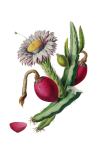 Vintage Cactus Flower Art