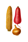 Vintage Clipart Vegetable Corn