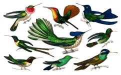 Vintage Clipart Hummingbird Birds