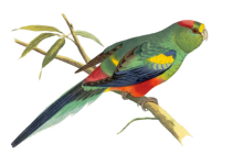 Vintage Clipart Parrot Bird