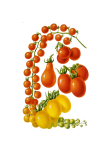 Vintage Clipart Tomatoes Vegetables