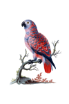 Vintage Clipart Bird Parrot